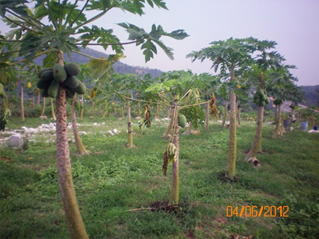 papaya-disease-treatment-before
